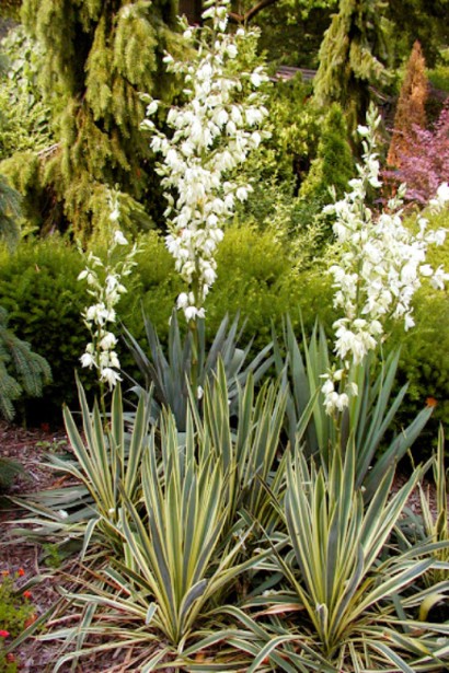 Юкка Брайт Едж — витривала рослина для сонячних ділянок.